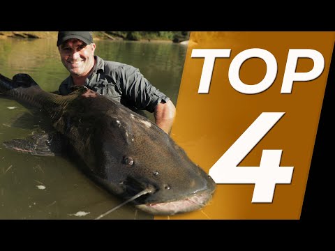 TOP 4 - LES GÉANTS D'AMAZONIE - Cyril Chauquet