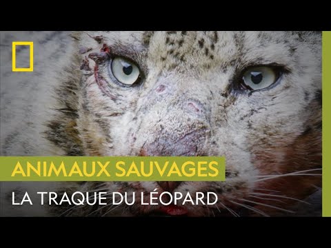 Un léopard des neiges à l'assaut d'un yak