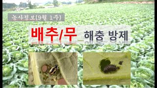 [농사정보] (9월1주)  배추_해충 방제