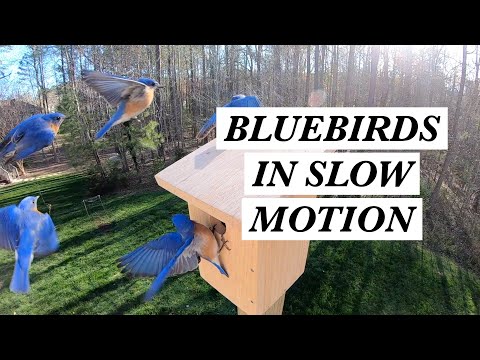 Bluebirds in Slow Motion Compilation