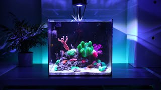 Introducing Expert-Level Coral - Carnation Coral & Hair Algae in Nano Reef Tank | Blue Reef Tank
