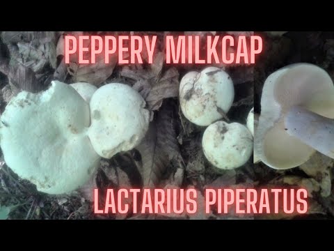 Peppery Milkcap (Lactarius piperatus)