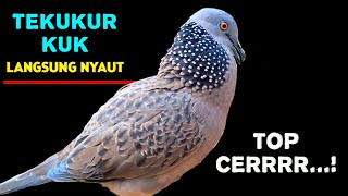 Download lagu Suara Pikat Tekukur Gacor Memanggil Temanya mp3