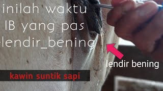 Download lagu waktu ib yang tepat pada sapi mp3