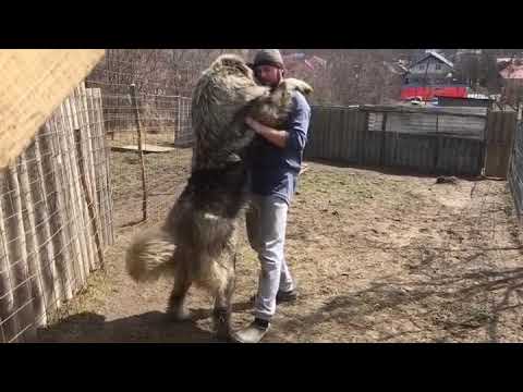 OSCAR 11 months [CAUCASIAN SHEPHERD] owner Lehadus Constantin