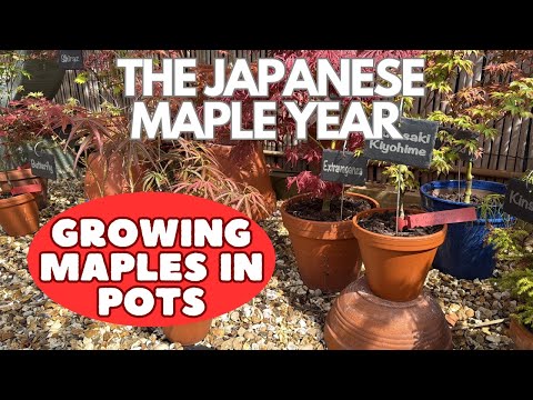 Japanese Maples: Growing Japanese Maples in Pots