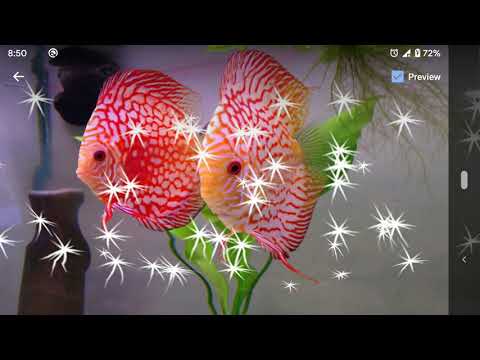 Discus Fish Live Wallpaper Video