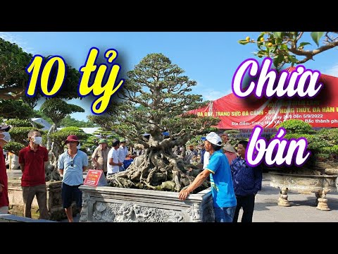 SH.6424. Nhiều người trầm trồ trước cây Sanh cổ trả 10 tỷ chưa bán tại triển lãm Bắc Ninh