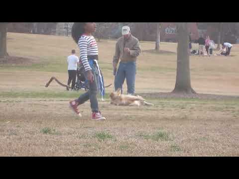 Leniwy pies nie chce wracać do domu