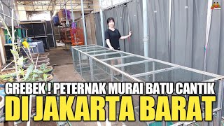 Download lagu GREBEK ! PETERNAK MURAI BATU CANTIK SMAN BIRD FARM JAKARTA BARAT ! mp3 Download lagu GREBEK ! PETERNAK MURAI BATU CANTIK SMAN BIRD FARM JAKARTA BARAT ! mp3