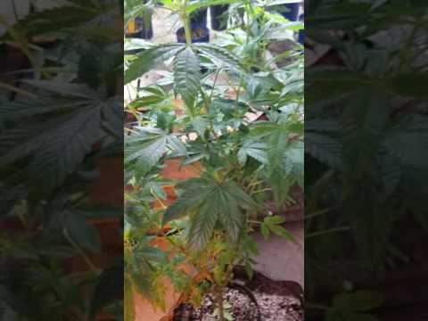 If you're not quite sure on how to tell if your plants are female or male put it in the flower room