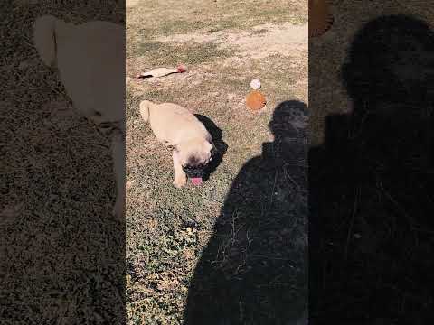 Pug puppy for sale