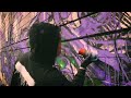 Asoter Purple Milk