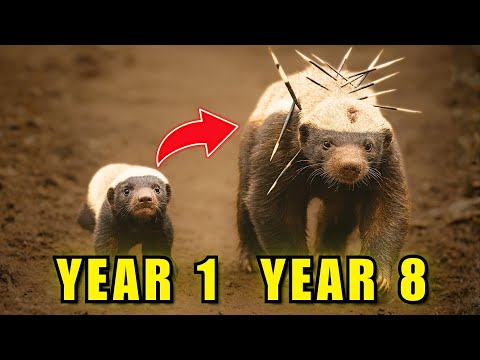 The Life That Made Honey Badgers Not Give a Sh*t