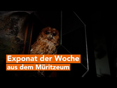 The tawny owl – silent flyer: A look inside the Müritzeum exhibition