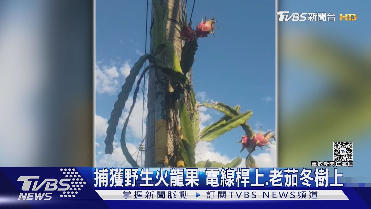 驚見「野生火龍果」爬上電線桿！師生抬頭看傻　隱藏「百年老樹」開紅果