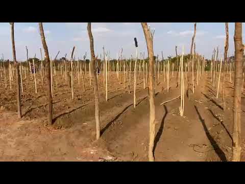 Land Preparation for Tomatoes