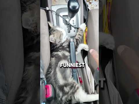 My Cat’s Favorite Naptime Spots🐱🐱🐱