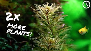 HOW TO GET 2x MORE STEMS PLANTS OUT OF EACH POT!