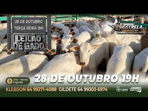 ESTRELA LEILÕES -  28 / 10 / 2025 -  19 HS. - Morrinhos  - Goiás