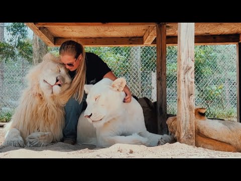 I GOT ACCEPTED INTO A PRIDE OF LIONS?!