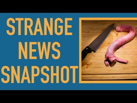 Literally, A Museum of Disgusting Food