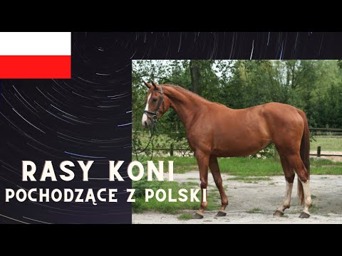, title : 'Rasy Koni Pochodzące z Polski'