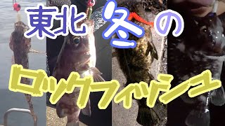 冬の東北でロックフィッシュを狙え！