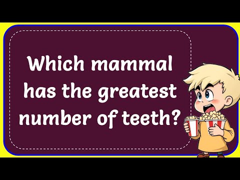 Which Mammal Has Greatest Number Of Teeth? Correct
