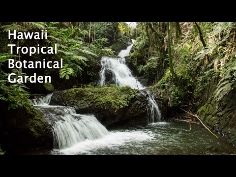 Hawaii Tropical Botanical Garden