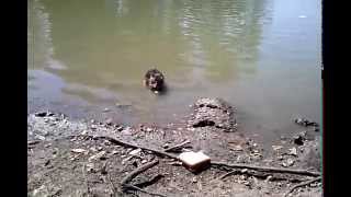 preview picture of video 'Feeding Nutria Some Bread'