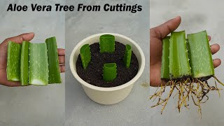 Growing aloe vera tree from leaf cuttings | aloe vera leaf planting