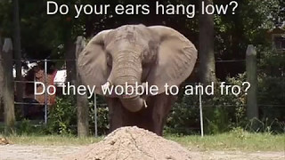 do your ears hang low lyrics