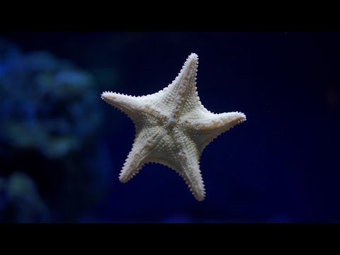 From Regenerating Limbs to Strange Diets: 5 Amazing Starfish Facts