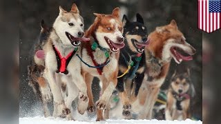 Dog overheats to death: Iditarod sled dog dies on plane between race checkpoints - TomoNews