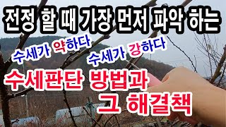 전정할 때 먼저 파악하는 수세 판단방법과 그 해결책- 수세가 강하다. 수세가 약하다의 판단 방법과 왜 수세가…