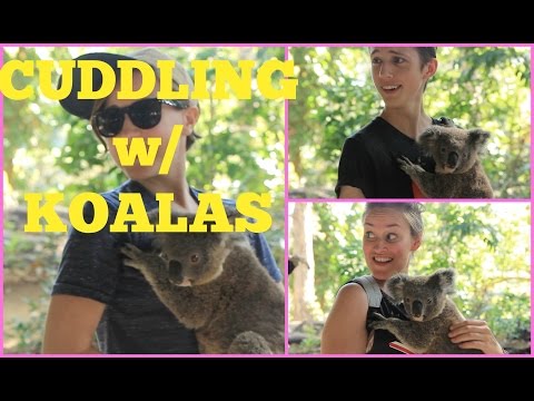 CUDDLING W/ KOALAS // ft. Troye Sivan & Mamrie Hart!