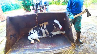 Thrilling Calf Birth: New Age Farming
