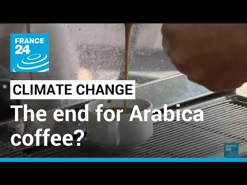 Could climate change spell the end for Arabica coffee? • FRANCE 24 English