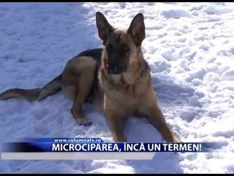 Microciparea, încă un termen! (Columna TV)