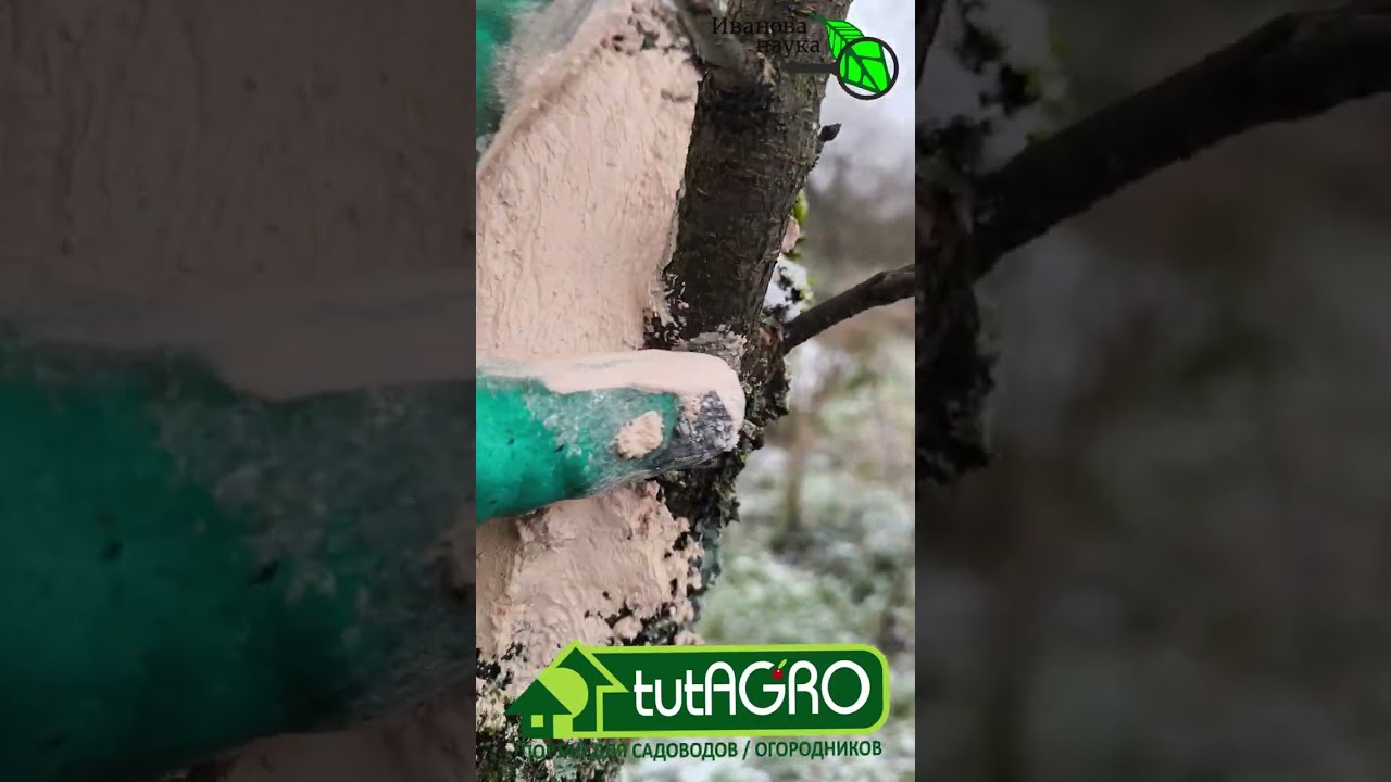 Лечебная ПЛОМБА для любого дерева: чем лечить дупла и полости в стволах дере?
