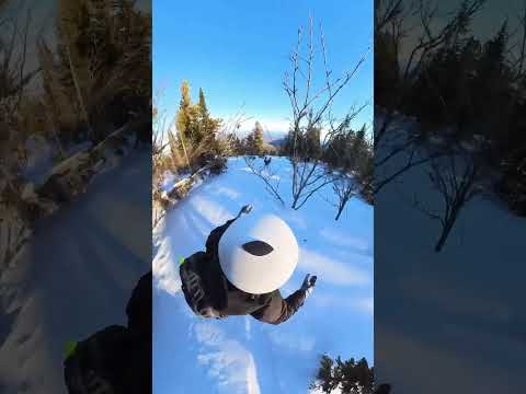 Глухарь атакует. Capercaillie attacks #shortsvideo #shortsclip #youtubeshorts