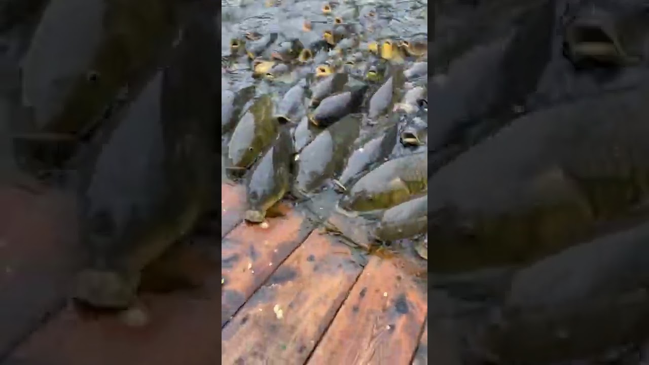 【閲覧注意】Japanese carp family 鯉達の闘い