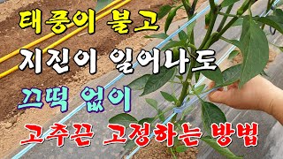고추끈 고정하는 방법-태풍이 불고 지진이 일어나도 끄떡없는