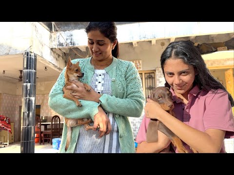 2 dogs ho gye hai ajj hamare ghar 