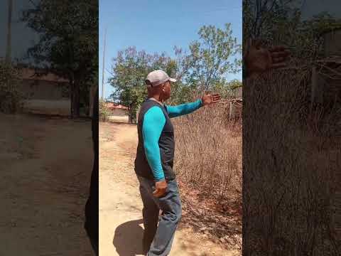 carnaúba farias Brito CE