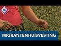 Arbeidsmigranten mogen bij bloemenveiling wonen - OMROEP WEST