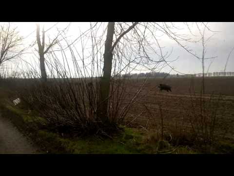 Boar 9 dzik dziki w dzień