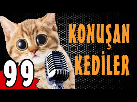 Konuşan Kediler 99 - Komik Kedi Videoları