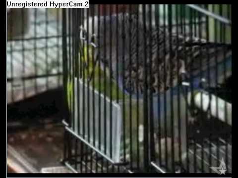 Buddy And Floyd Escape